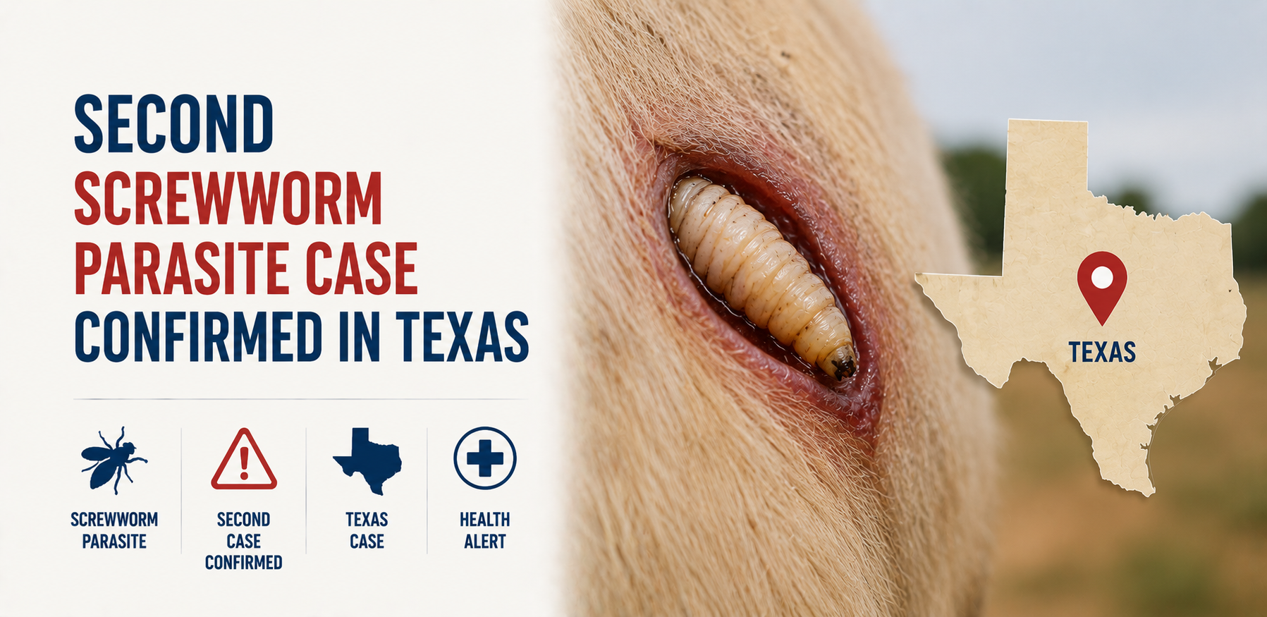 Second Screwworm Parasite Case Confirmed in Texas